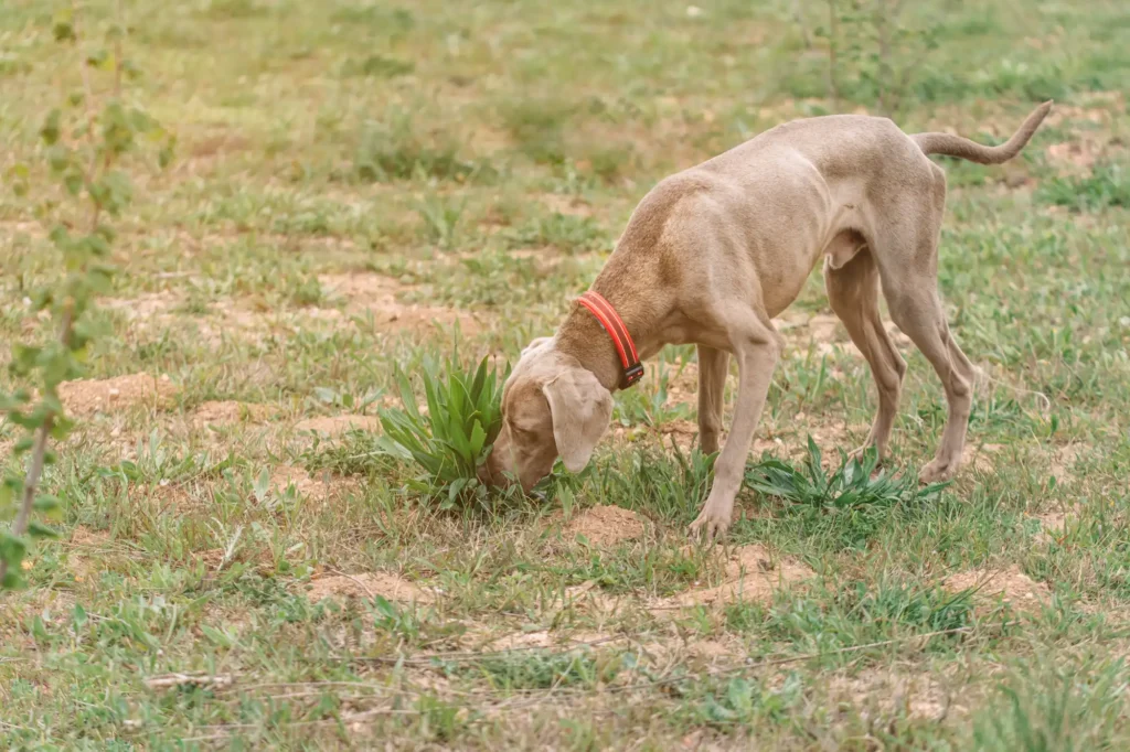 Hond Zoekt Voedingsstoffen In Gras
