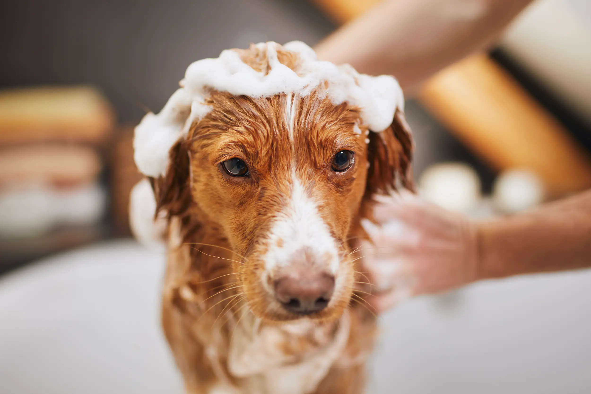 Overige Honden Spullen Zoals Shampoo