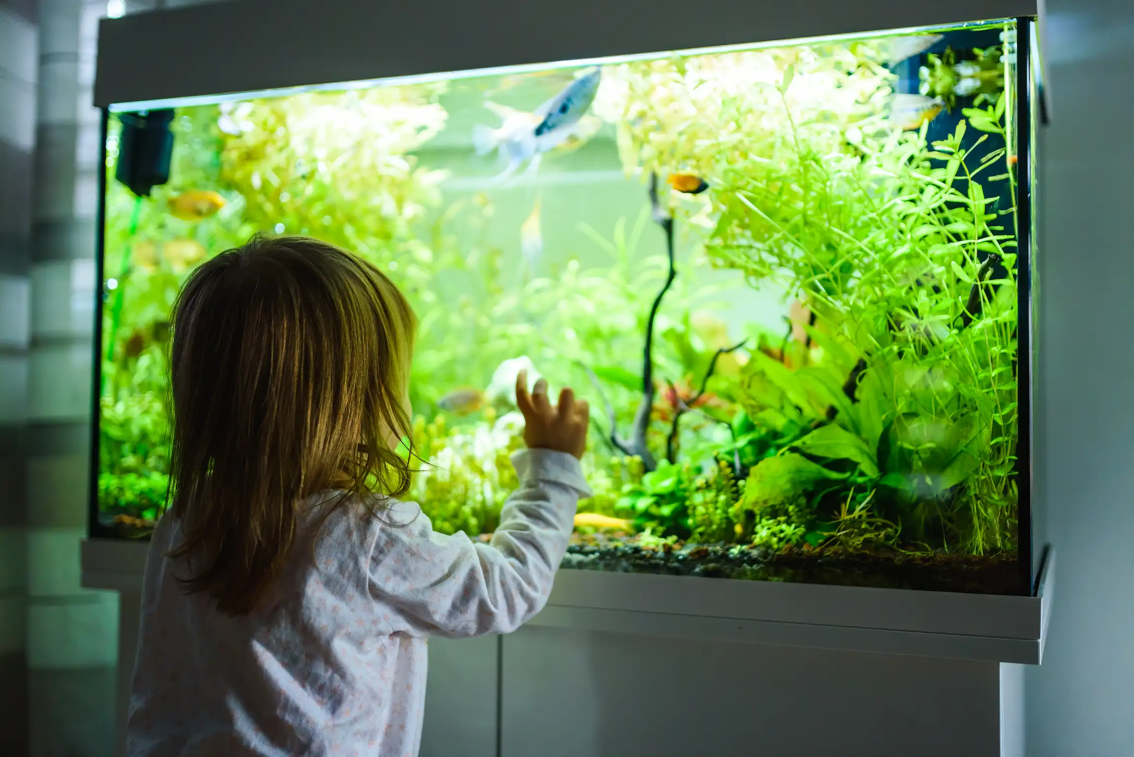 Verlichting In Aquarium Voor Vissen