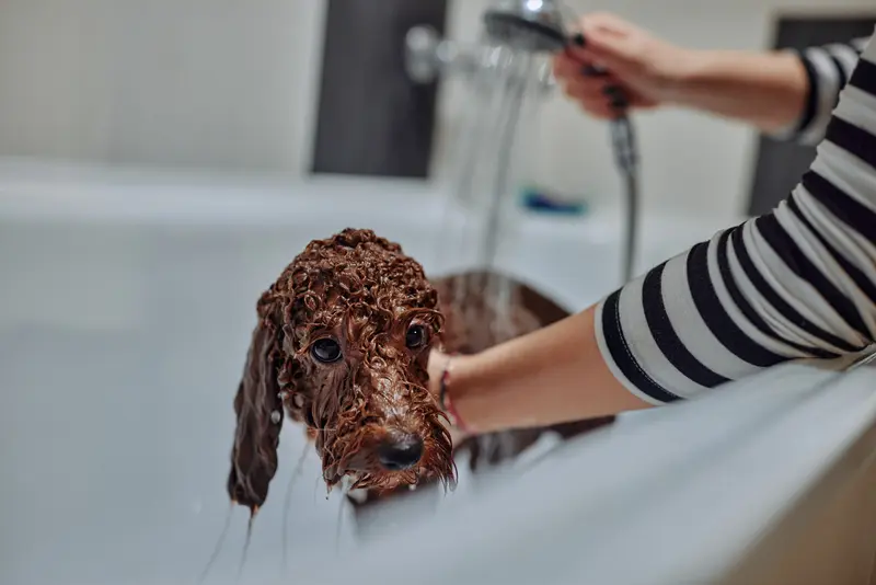 Hoe Moet Ik Mijn Puppy Wassen